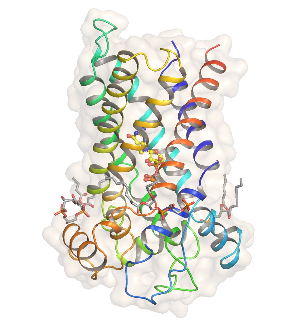 A ribbon model of the uncoupling protein, its helices folded into a bundle inside the membrane.