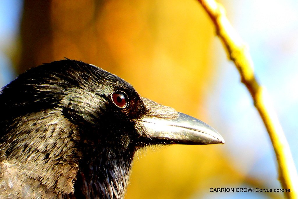 Close view of a crow head in profile, showing the dark eye, pale throat feathers and heavy bill.