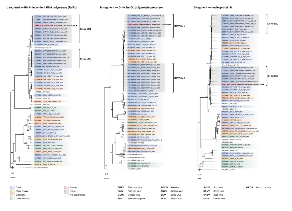 Three phylogenetic trees side by side, labeled L, M and S segment, each with many colored branch tips and a marked position for the strain sequenced from the French case.