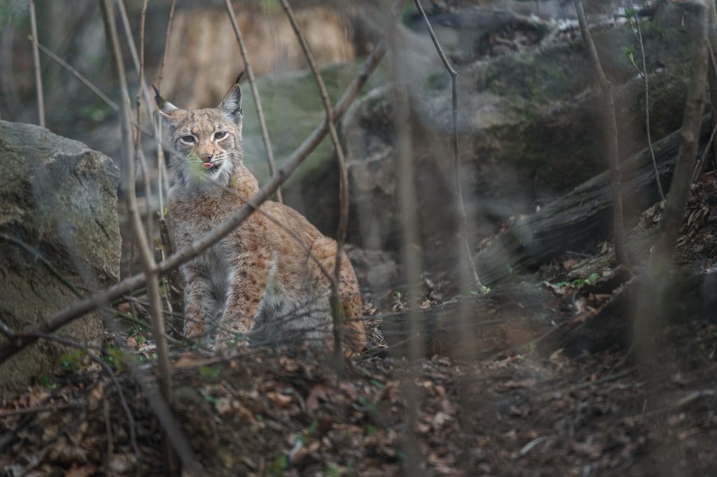 A Eurasian lynx stands on a leaf covered forest floor among thin branches and mossy rocks.