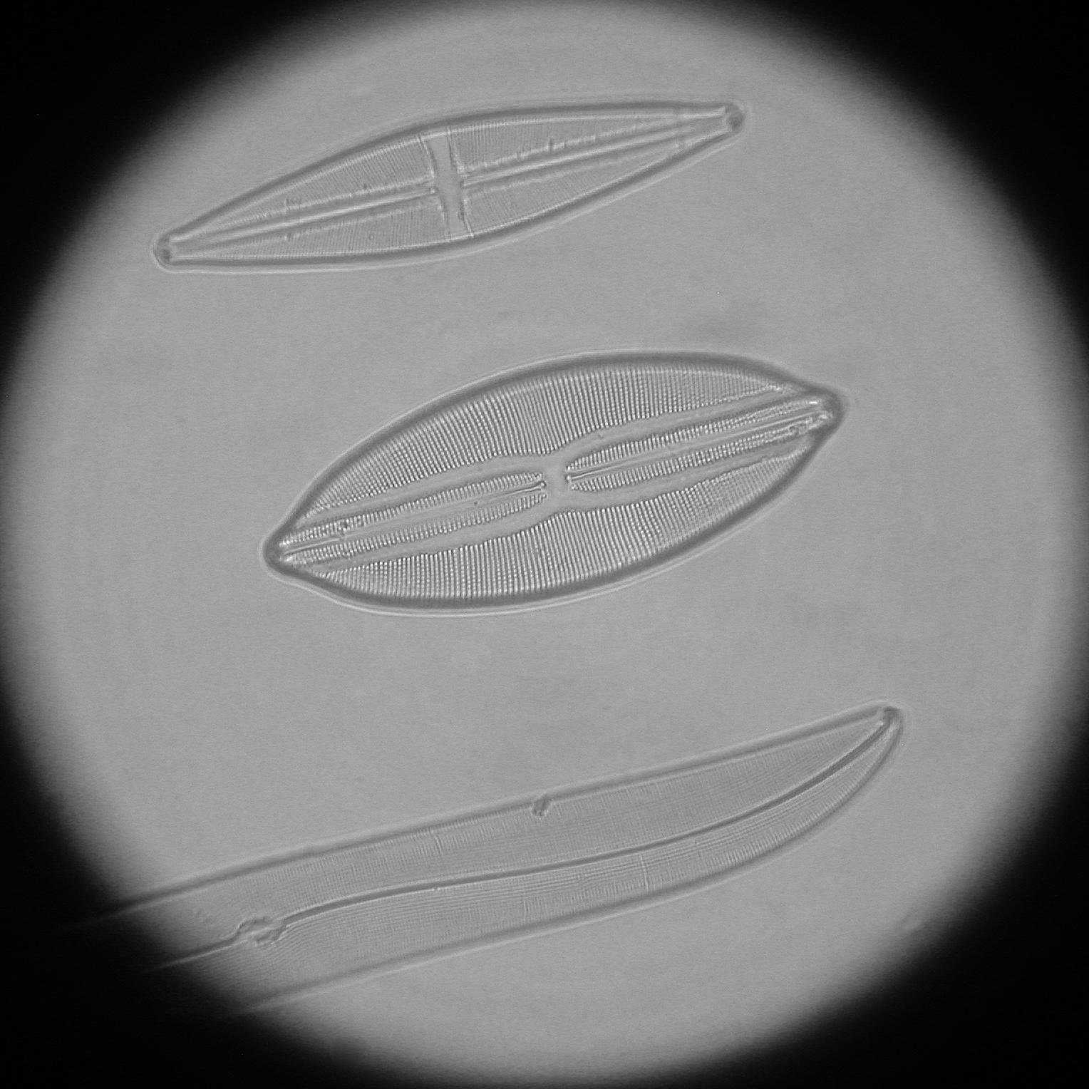 Three elongated diatom cells under a light microscope, their silica walls finely striped.