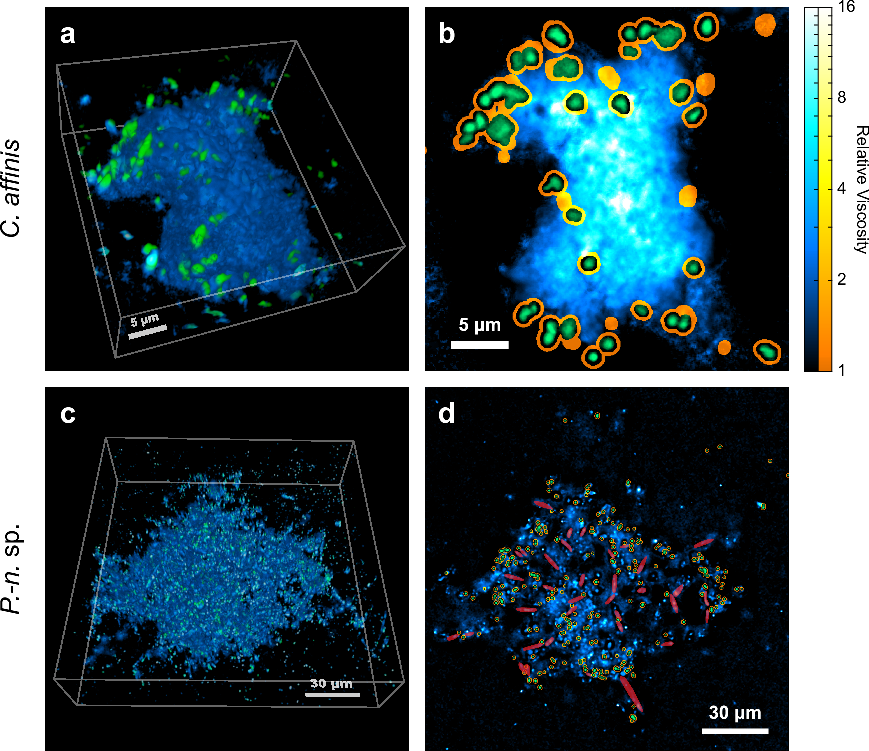 Four confocal microscope panels mapping viscosity inside two mucus aggregates, with bacteria marked in green and a color scale for viscosity relative to seawater.