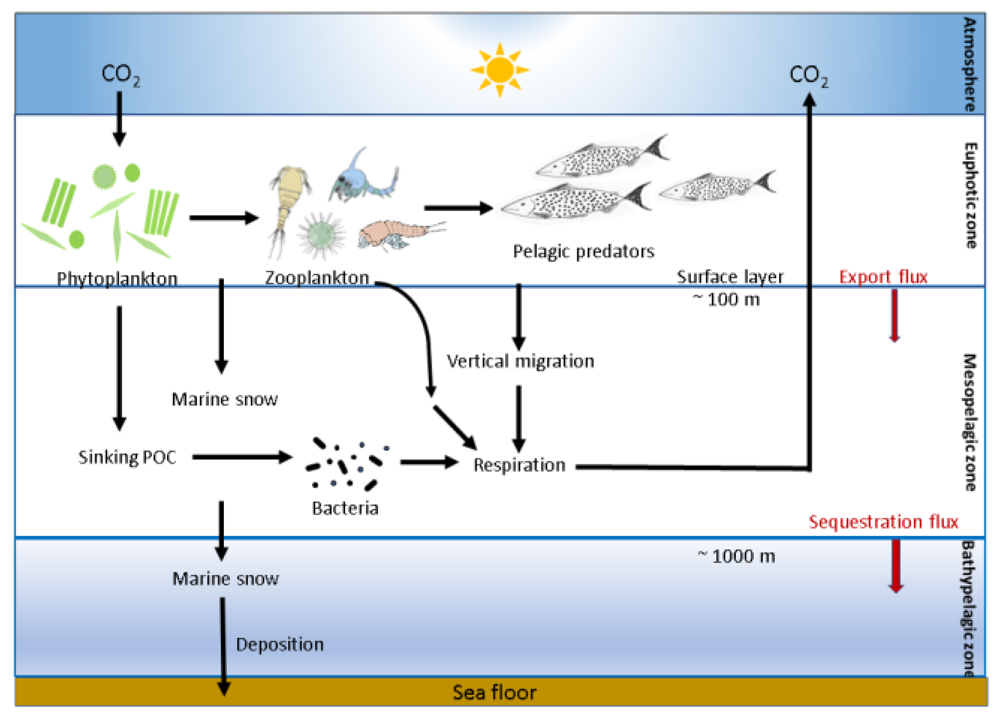 Diagram of the biological carbon pump: carbon dioxide enters the sunlit surface layer, phytoplankton and zooplankton pass carbon into marine snow, and particles sink through the mesopelagic zone to the sea floor.