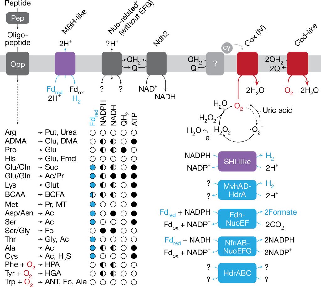 A cell membrane diagram labeled with transporters, enzymes and electron carriers for peptide degradation and oxygen reduction in strain HC1.