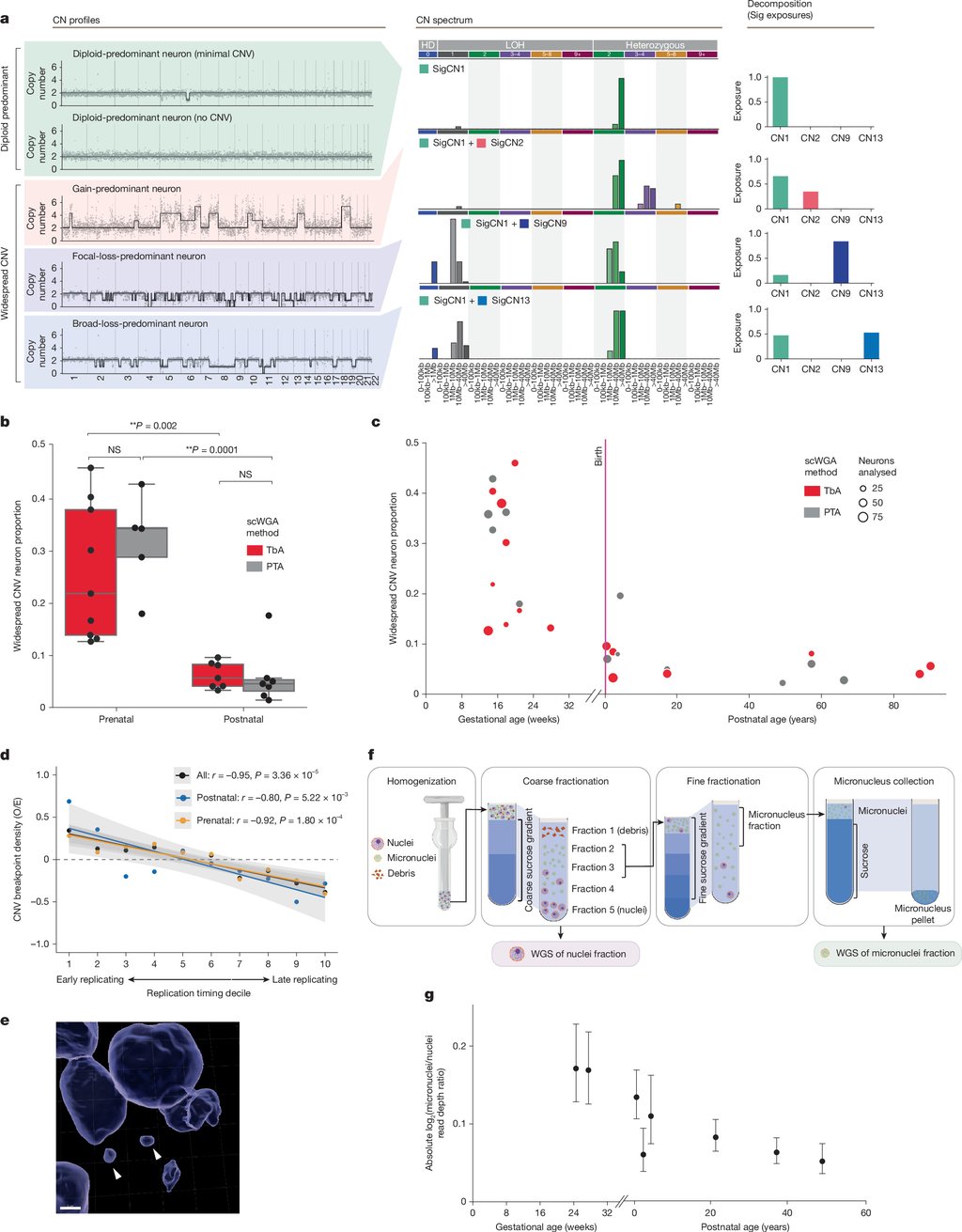 Multipanel scientific figure with copy number profiles, box plots, a plot of neuron frequency against age, and a confocal image of cell nuclei.