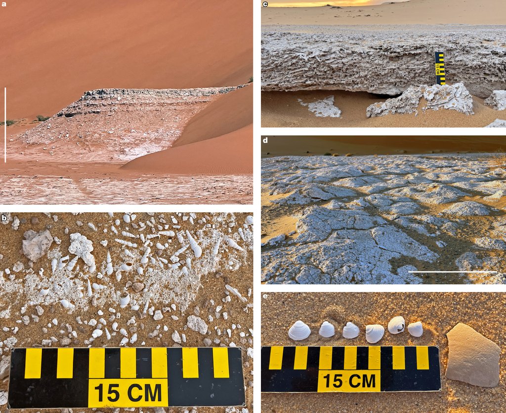 A five panel figure of field photographs showing layered lake sediments, shells and crusted carbonate surfaces in sand.