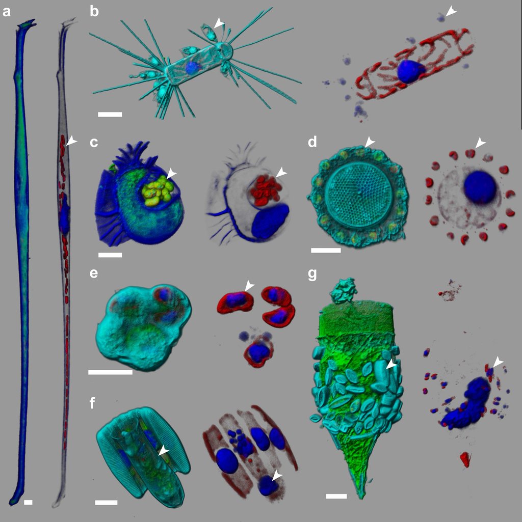 A seven panel fluorescence microscopy plate of single celled marine plankton in blue, green and red, each cell shown beside a second view of the smaller organisms it holds, with scale bars.