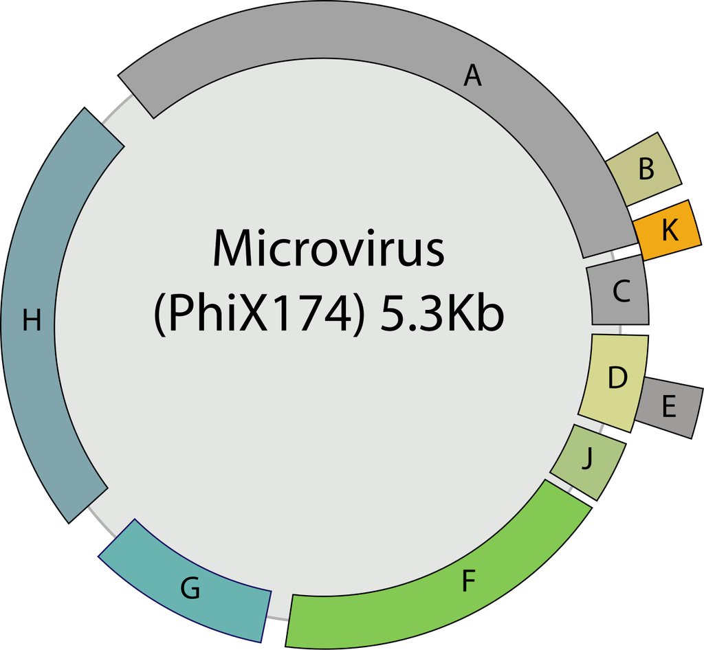 Circular diagram of the phi X 174 genome labeled 5.3 kilobases, with ten colored blocks marking its genes.