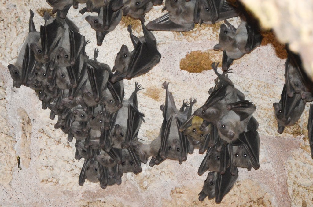 Dozens of Egyptian fruit bats hanging close together from a pale cave wall.