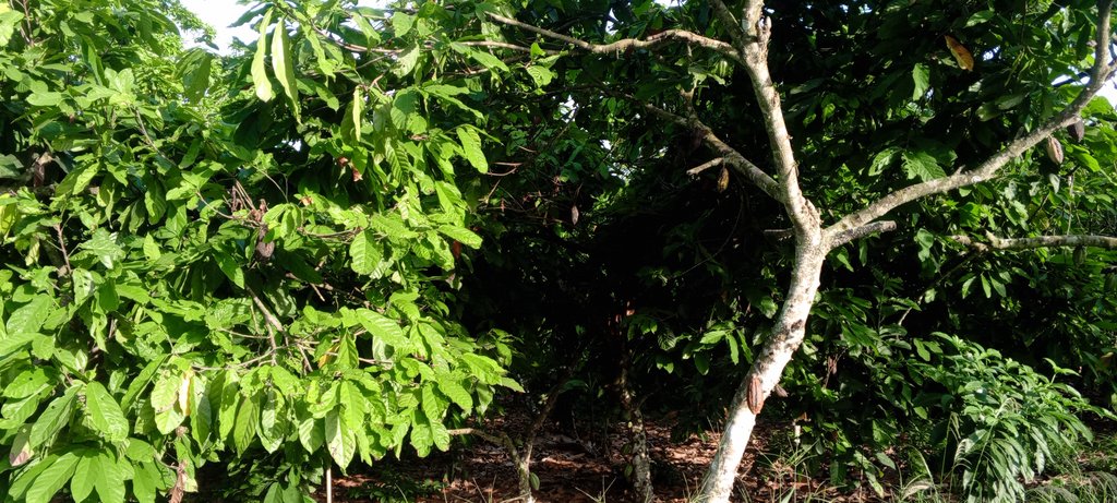Cacao trees carrying pods grow beneath the branches of a taller shade tree on a cocoa farm.